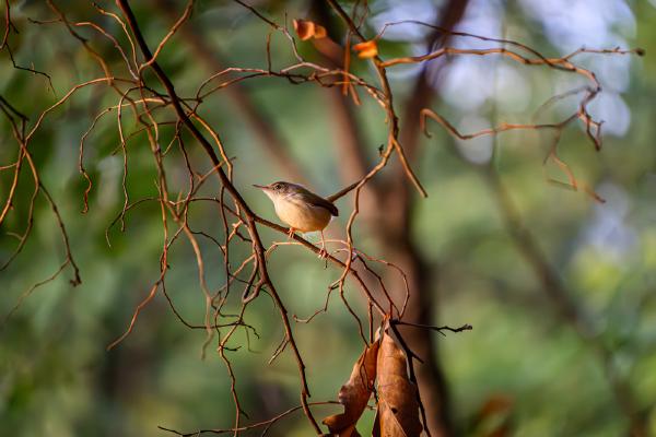 SONY ZV-E10 <br> 450mm f/6.3 1/1600sec ISO 12800 <br><br> 2024-12-06 16:49:28<br><br> 