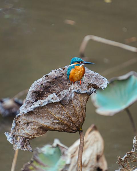 SONY ZV-E10 <br> 450mm f/6.3 1/2000sec ISO 4000 <br><br> 2024-12-14 15:26:23<br><br> 