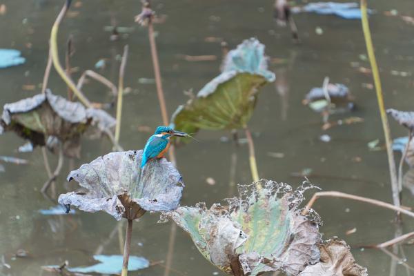 SONY ZV-E10 <br> 450mm f/6.3 1/320sec ISO 800 <br><br> 2024-12-14 15:28:20<br><br> 