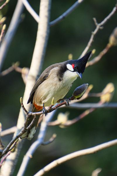 SONY ZV-E10 <br> 450mm f/6.3 1/500sec ISO 800 <br><br> 2024-12-21 16:02:31<br><br> 