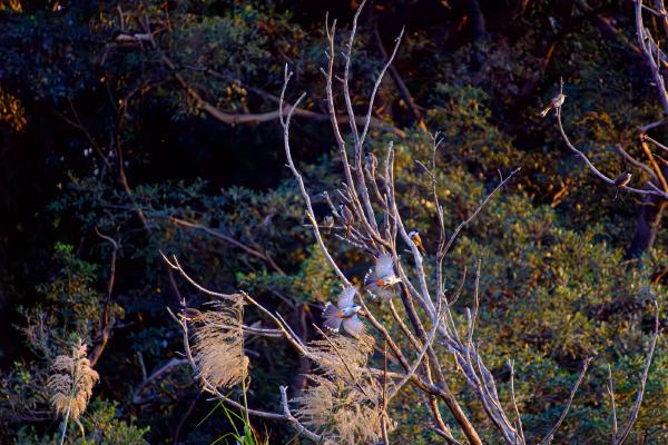 SONY ZV-E10 <br> 450mm f/6.3 1/3200sec ISO 16000 <br><br> 2024-12-21 17:07:08<br><br> 