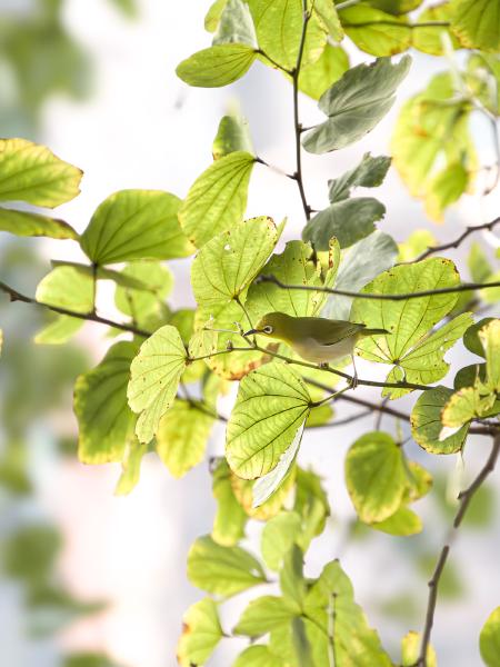 SONY ZV-E10 <br> 340mm f/8 1/800sec ISO 6400 <br><br> 2025-01-05 16:42:29<br><br> 