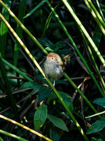SONY ZV-E10 <br> 450mm f/6.3 1/640sec ISO 1000 <br><br> 2025-01-16 16:28:30<br><br> 