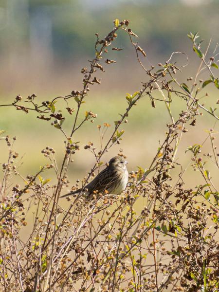 SONY ZV-E10 <br> 450mm f/8 1/500sec ISO 320 <br><br> 2025-01-28 14:15:58<br><br> 