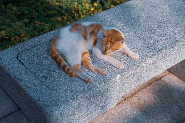 Panasonic DMC-LX10 <br> 66mm f/2.8 1/6400sec ISO 400 <br><br> 2021-12-09 14:08:32<br><br> 流花湖公园——冬日的猫咪