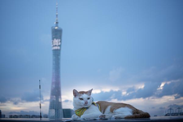 SONY ZV-E10 <br> 40mm f/2.8 1/80sec ISO 100 <br><br> 2024-06-10 18:57:25<br><br> 猎德大桥上的猫咪