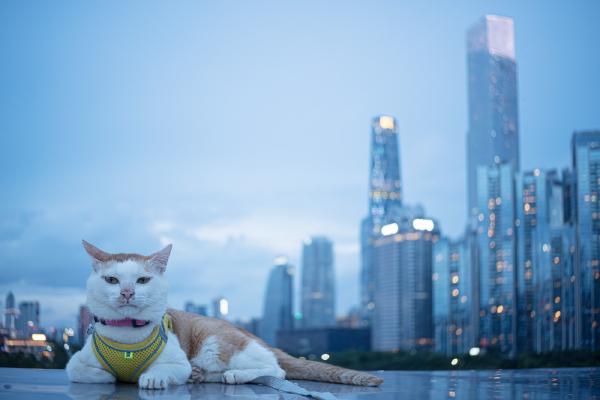 SONY ZV-E10 <br> 40mm f/2.8 1/50sec ISO 640 <br><br> 2024-06-10 19:10:30<br><br> 