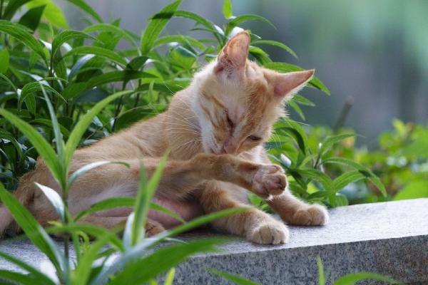 SONY ZV-E10 <br> 271mm f/6.3 1/320sec ISO 3200 <br><br> 2024-07-10 18:36:49<br><br> 