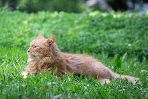 SONY ZV-E10 <br> 265mm f/6.3 1/320sec ISO 640 <br><br> 2024-07-21 16:08:14<br><br> 