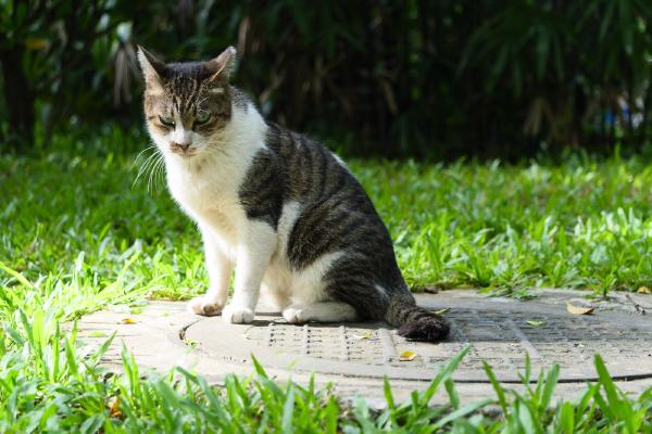 SONY ZV-E10 <br> 82mm f/4.5 1/100sec ISO 160 <br><br> 2024-07-21 16:11:47<br><br> 