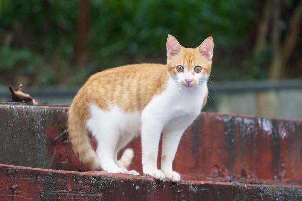 SONY ZV-E10 <br> 255mm f/6.3 1/320sec ISO 3200 <br><br> 2024-09-09 09:17:13<br><br> 