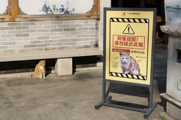 SONY ZV-E10 <br> 51mm f/5 1/1000sec ISO 100 <br><br> 2024-12-01 14:45:24<br><br> 纯阳观——左边猫：别看了，坏猫不是我。