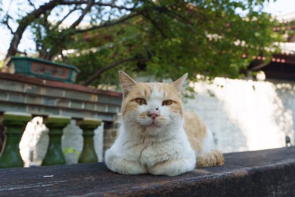 SONY ZV-E10 <br> 27mm f/3.5 1/640sec ISO 640 <br><br> 2024-12-01 15:00:48<br><br> 沧桑的眼神。