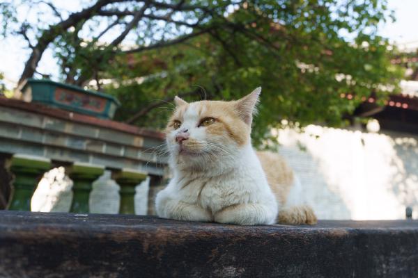SONY ZV-E10 <br> 27mm f/3.5 1/640sec ISO 640 <br><br> 2024-12-01 15:00:55<br><br> 你有什么故事吗？