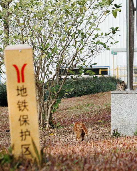 SONY ZV-E10 <br> 159mm f/8 1/800sec ISO 2500 <br><br> 2025-01-05 16:53:16<br><br> 