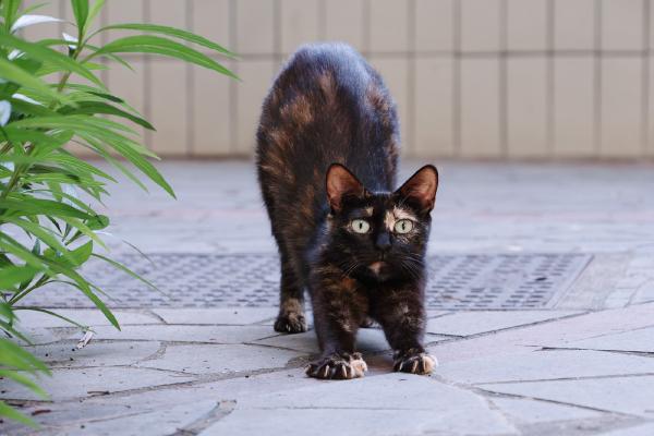 SONY ZV-E10 <br> 135mm f/6.3 1/100sec ISO 2000 <br><br> 2025-06-08 17:42:54<br><br> 