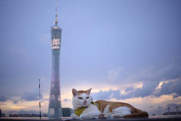 SONY ZV-E10 <br> 40mm f/2.8 1/80sec ISO 100 <br><br> 2024-06-10 18:57:25<br><br> 猎德大桥上的猫咪