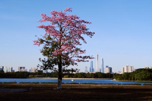 SONY ZV-E10 <br> 45mm f/13 1/100sec ISO 100 <br><br> 2024-11-28 16:25:24<br><br> 海珠湖的异木棉