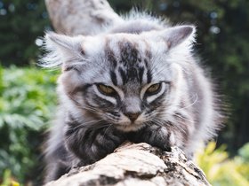 猫咪