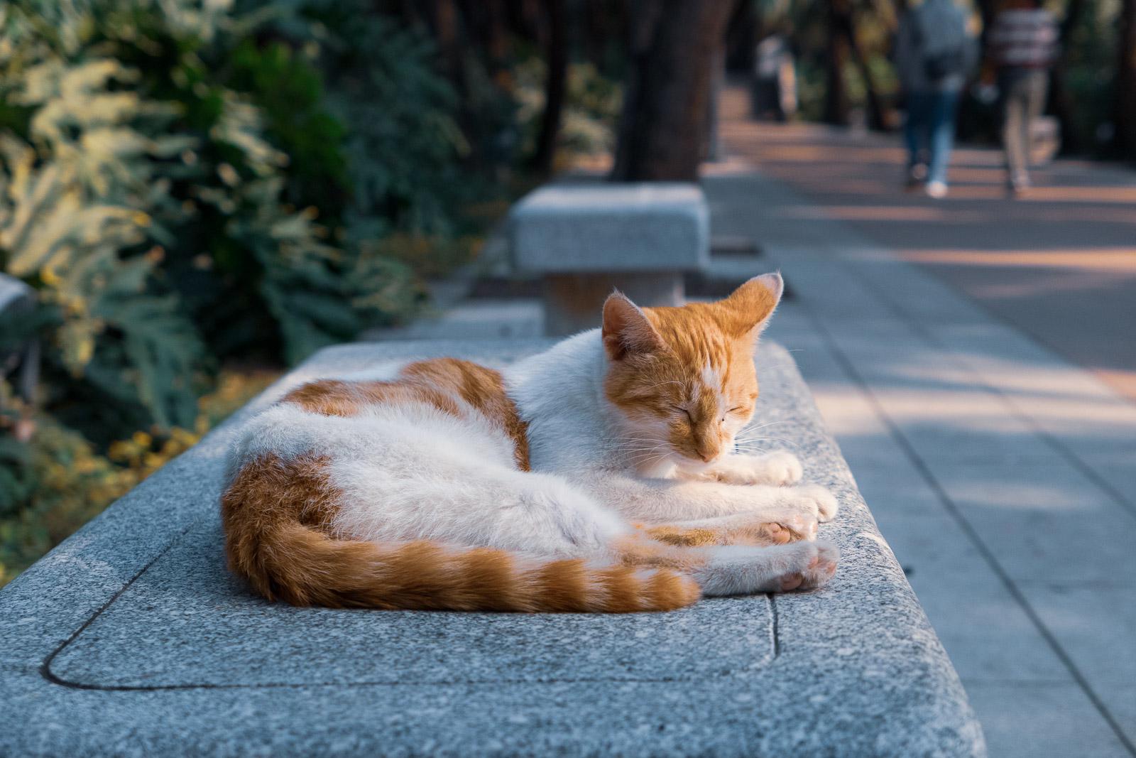 流花湖公园的猫咪