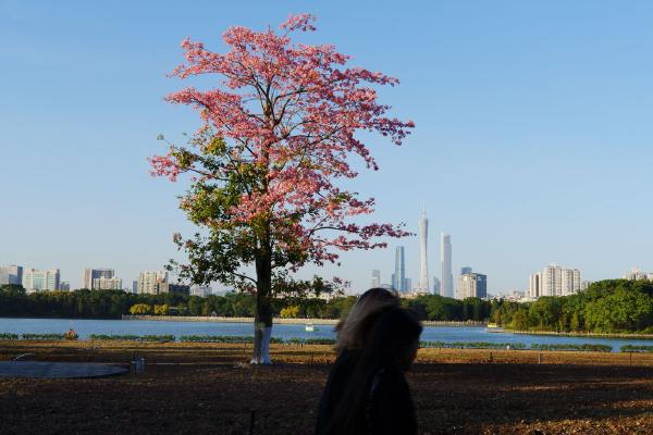 SONY ZV-E10 <br> 45mm f/13 1/100sec ISO 100 <br><br> 2024-11-28 16:25:27<br><br> 异木棉的季节，从海珠湖看珠江新城。