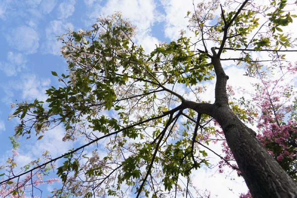 SONY ZV-E10 <br> 27mm f/3.5 1/800sec ISO 100 <br><br> 2024-11-30 10:13:17<br><br> 11、12月份是异木棉盛开的季节，异木棉大多是粉色，白色较为少见。