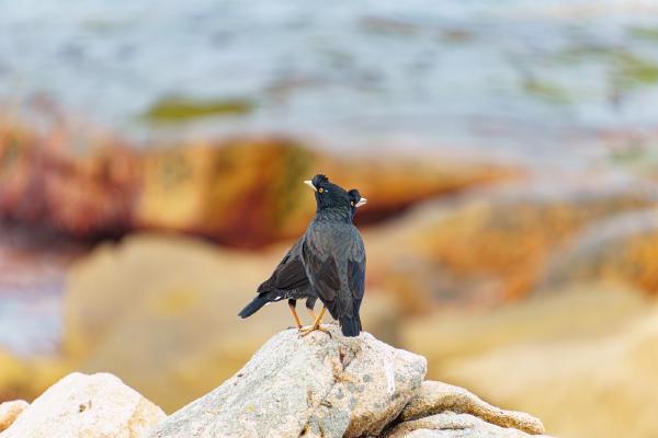 SONY ZV-E10 <br> 450mm f/6.3 1/640sec ISO 1250 <br><br> 2024-10-10 16:06:26<br><br> 