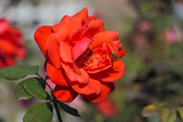 SONY ZV-E10 <br> 231mm f/8 1/1250sec ISO 320 <br><br> 2024-11-18 09:53:09<br><br> 