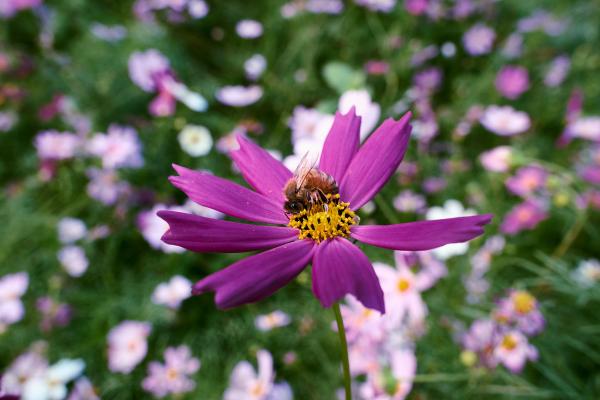 SONY ZV-E10 <br> 33mm f/8 1/50sec ISO 500 <br><br> 2025-04-22 17:33:32<br><br> 
