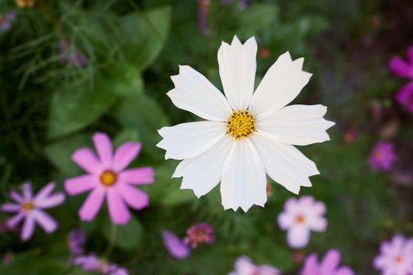 SONY ZV-E10 <br> 27mm f/3.5 1/50sec ISO 100 <br><br> 2025-04-22 18:13:09<br><br> 