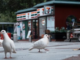 20250811-DSC01015