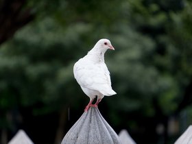 20250811-DSC01100
